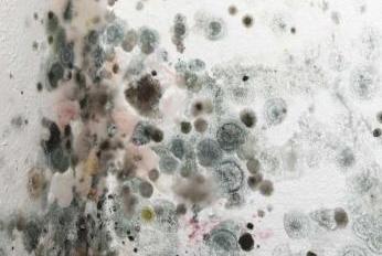 mold damage repair santa clarita