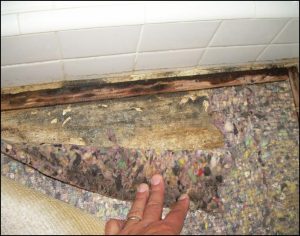 Prevent carpet mold after water damage