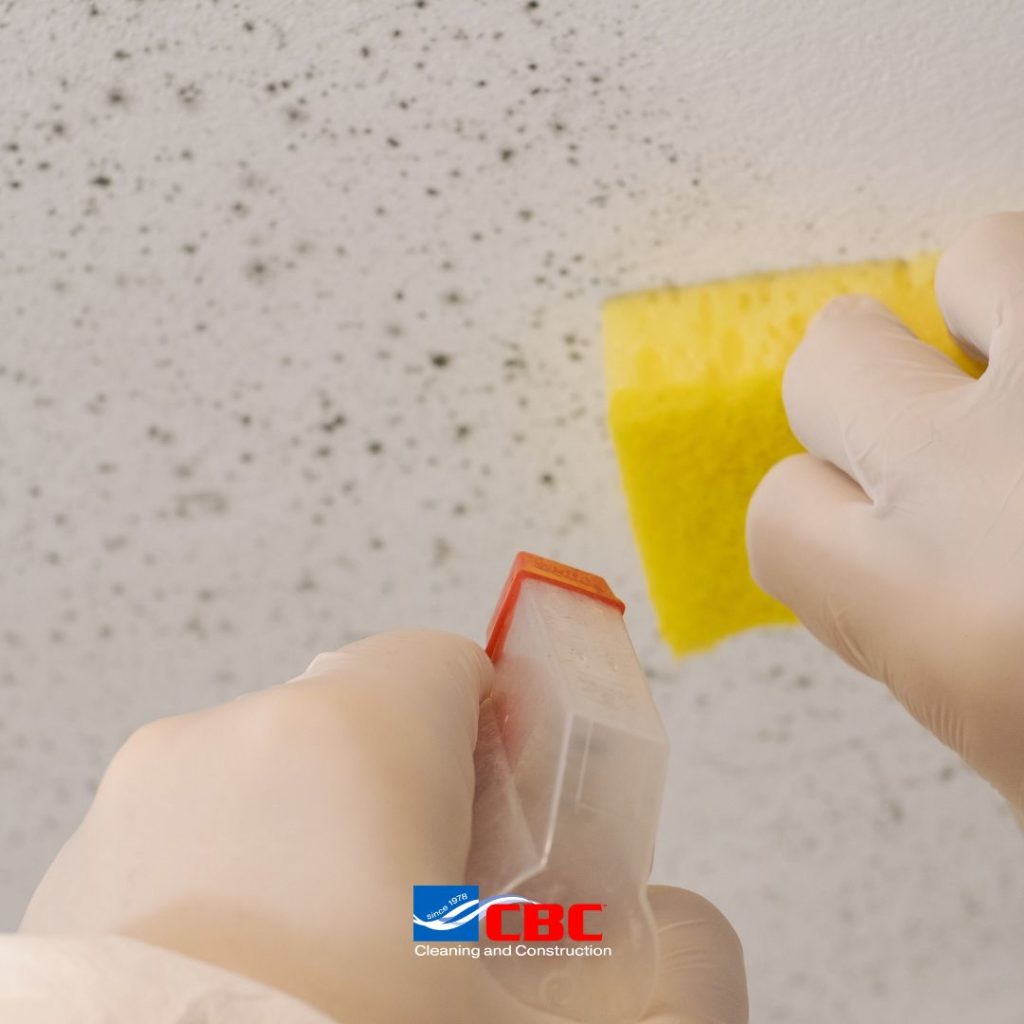 mold remediation 