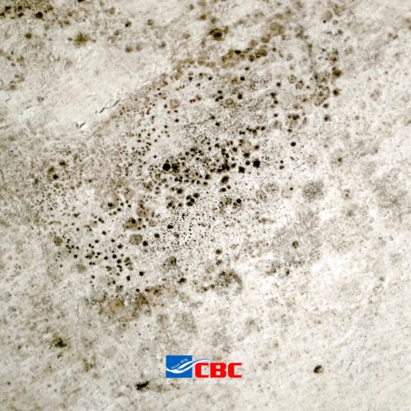 mold remediation Canyon Country