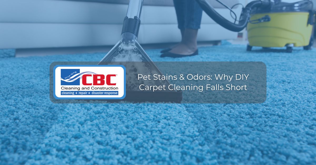 pet stains odors why diy carpet cleaning falls short